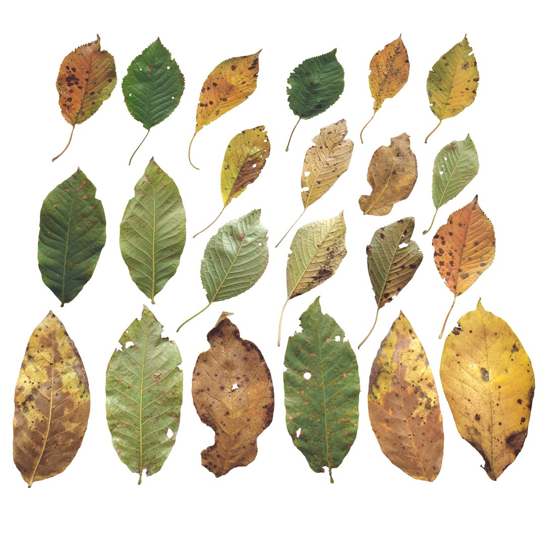 Cherry Leaves Leaf Autumn Fall Low-poly model https://p.turbosquid.com/ts-thumb/de/0brqMo/aT/cherry_maincamera/png/1729690190/1920x1080/fit_q87/506d058864999152fd96e3a00a7a10209d52f70c/cherry_maincamera.jpg