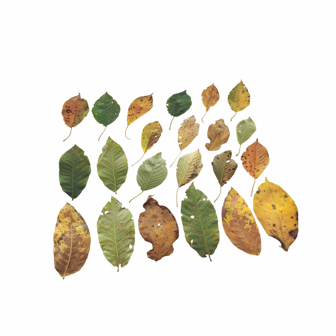 Cherry Leaves Leaf Autumn Fall Low-poly model https://p.turbosquid.com/ts-thumb/de/0brqMo/be/turn_001/png/1729690189/1920x1080/fit_q87/f474786b9e046ad57d0afa4d51d12a512c8c3ba2/turn_001.jpg
