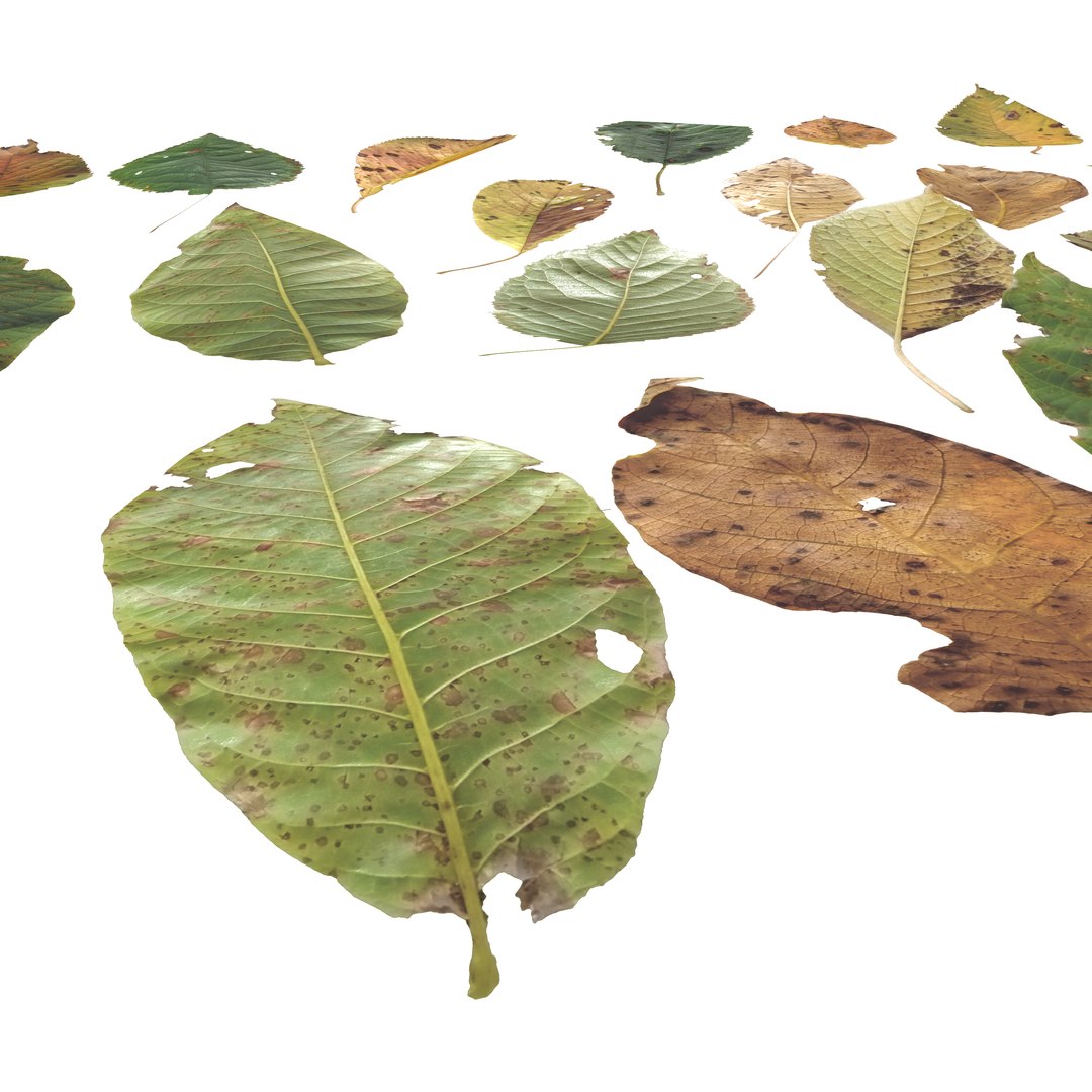 Cherry Leaves Leaf Autumn Fall Low-poly model https://p.turbosquid.com/ts-thumb/de/0brqMo/hg/cherry_camera2/png/1729690184/1920x1080/fit_q87/8a946f65132f1efa8c5d43476f3f39fd8874b4c9/cherry_camera2.jpg