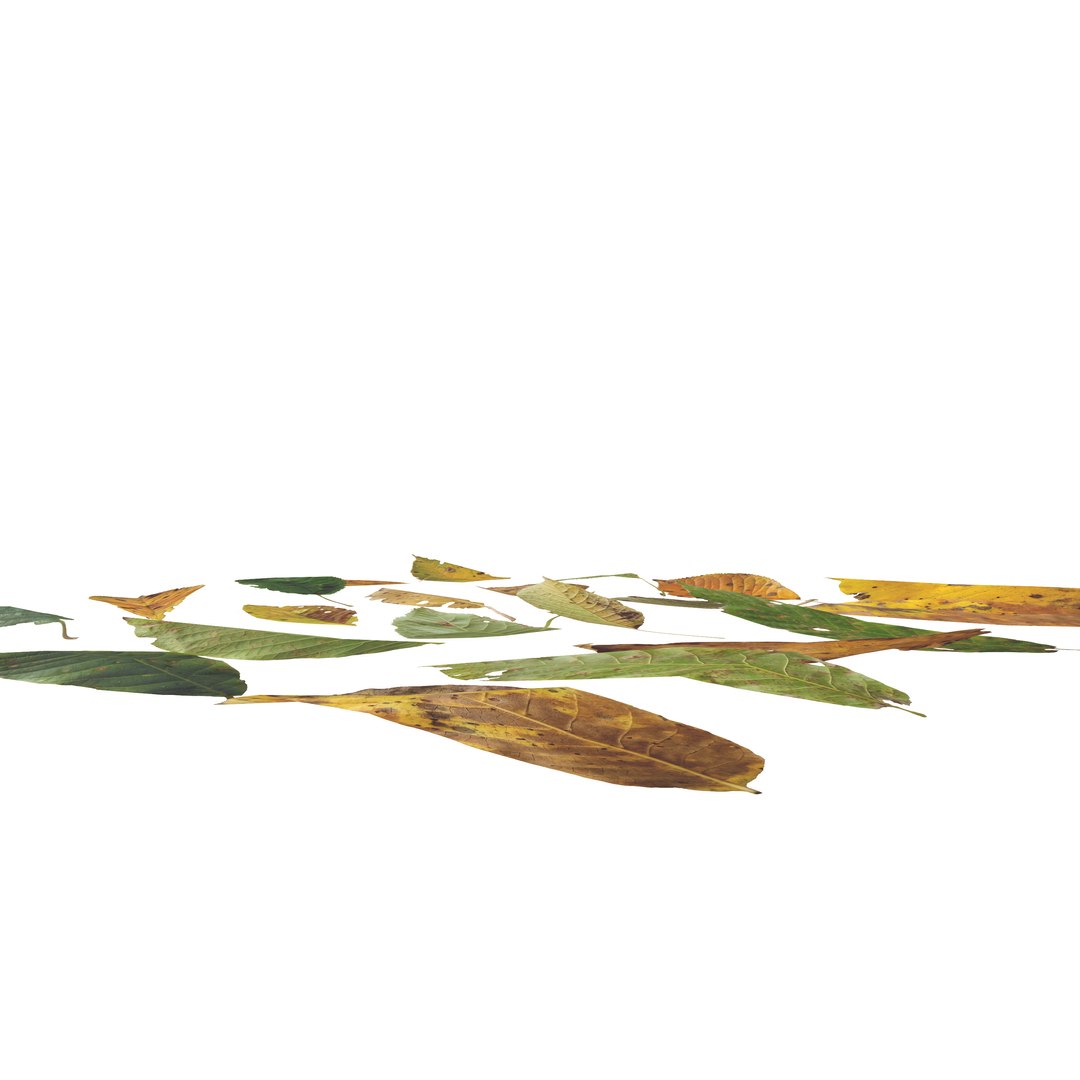 Cherry Leaves Leaf Autumn Fall Low-poly model https://p.turbosquid.com/ts-thumb/de/0brqMo/hr/cherry_camera3/png/1729690183/1920x1080/fit_q87/6f6307d6ffa1400daec6b74cf99f2d5f588af5a5/cherry_camera3.jpg