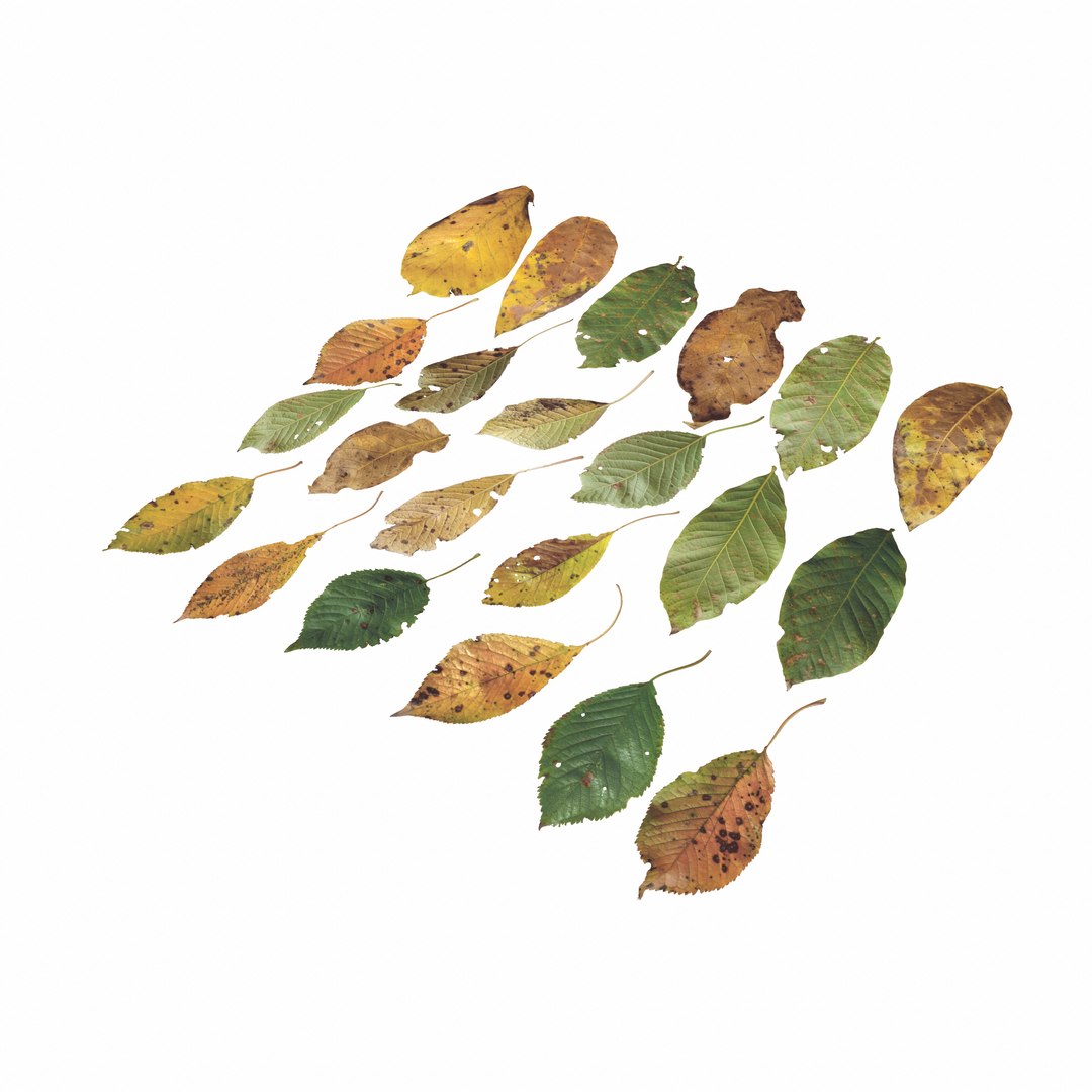 Cherry Leaves Leaf Autumn Fall Low-poly model https://p.turbosquid.com/ts-thumb/de/0brqMo/xA/turn_002/png/1729690190/1920x1080/fit_q87/5c88e8f6b1fa2039b31ff59d65293cfc0603eb2f/turn_002.jpg