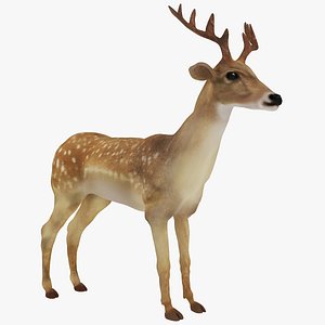 3D deer animal mammal