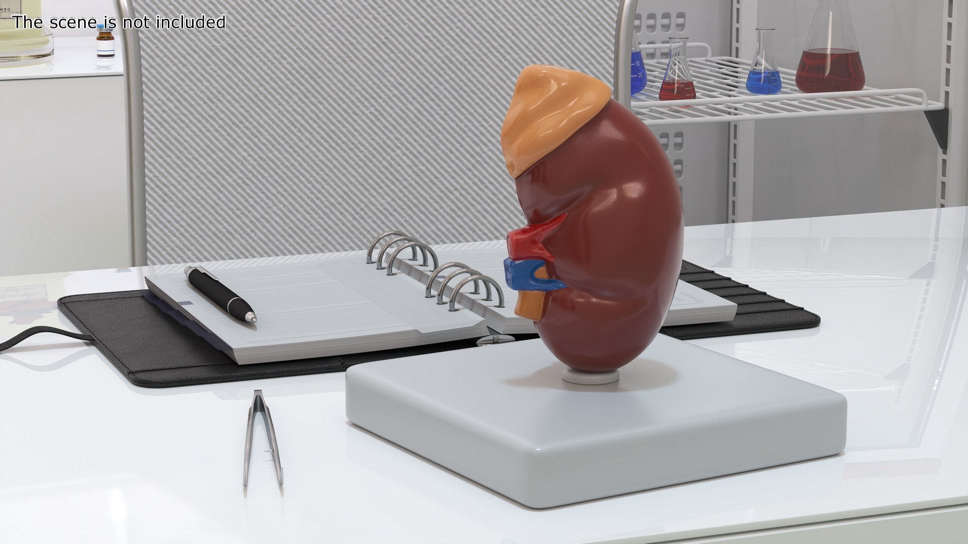 Medical Anatomical Kidney Human for 3D Print model https://p.turbosquid.com/ts-thumb/de/5UvIrt/Y4/medical_anatomical_kidney_human_003/jpg/1738857635/1920x1080/fit_q87/cb127255bd76ac705ffe5a27b6e54aeb373be048/medical_anatomical_kidney_human_003.jpg