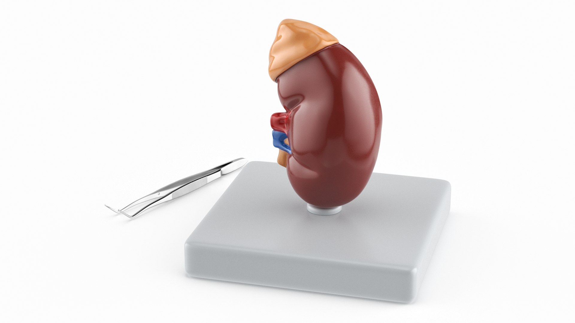 Medical Anatomical Kidney Human for 3D Print model https://p.turbosquid.com/ts-thumb/de/5UvIrt/cf/medical_anatomical_kidney_human_007/jpg/1738857660/1920x1080/fit_q87/9a5416c62db34145fbb6ea32b1f8d1c0cfdd7747/medical_anatomical_kidney_human_007.jpg