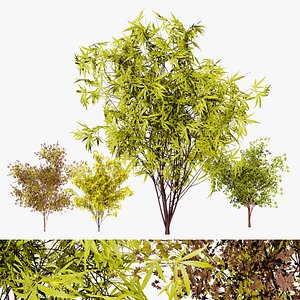 3D Maple Tree Asset
