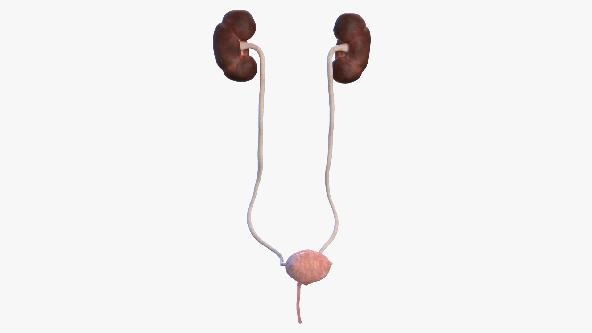 Female Urinary System Anatomy 3D model preview