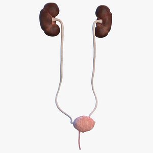 Female Urinary System Anatomy