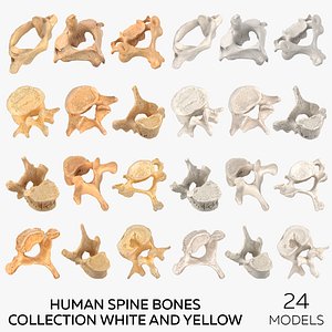 Human Spine Bones Collection White and Yellow - 24 models 3D