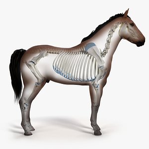 3D skin horse skeleton