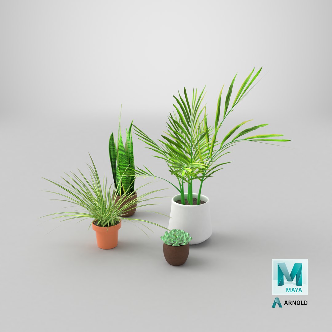 Indoor plants for decoration model https://p.turbosquid.com/ts-thumb/df/9iR3xF/R9/stemcell_maya_arnold_render/png/1770594858/1920x1080/fit_q87/3403ca42f9868b95b95862b817bea1718f7f142f/stemcell_maya_arnold_render.jpg