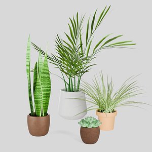 Indoor plants for decoration