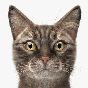 Cat Tabby v1