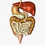 Digestive System