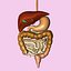 Digestive System
