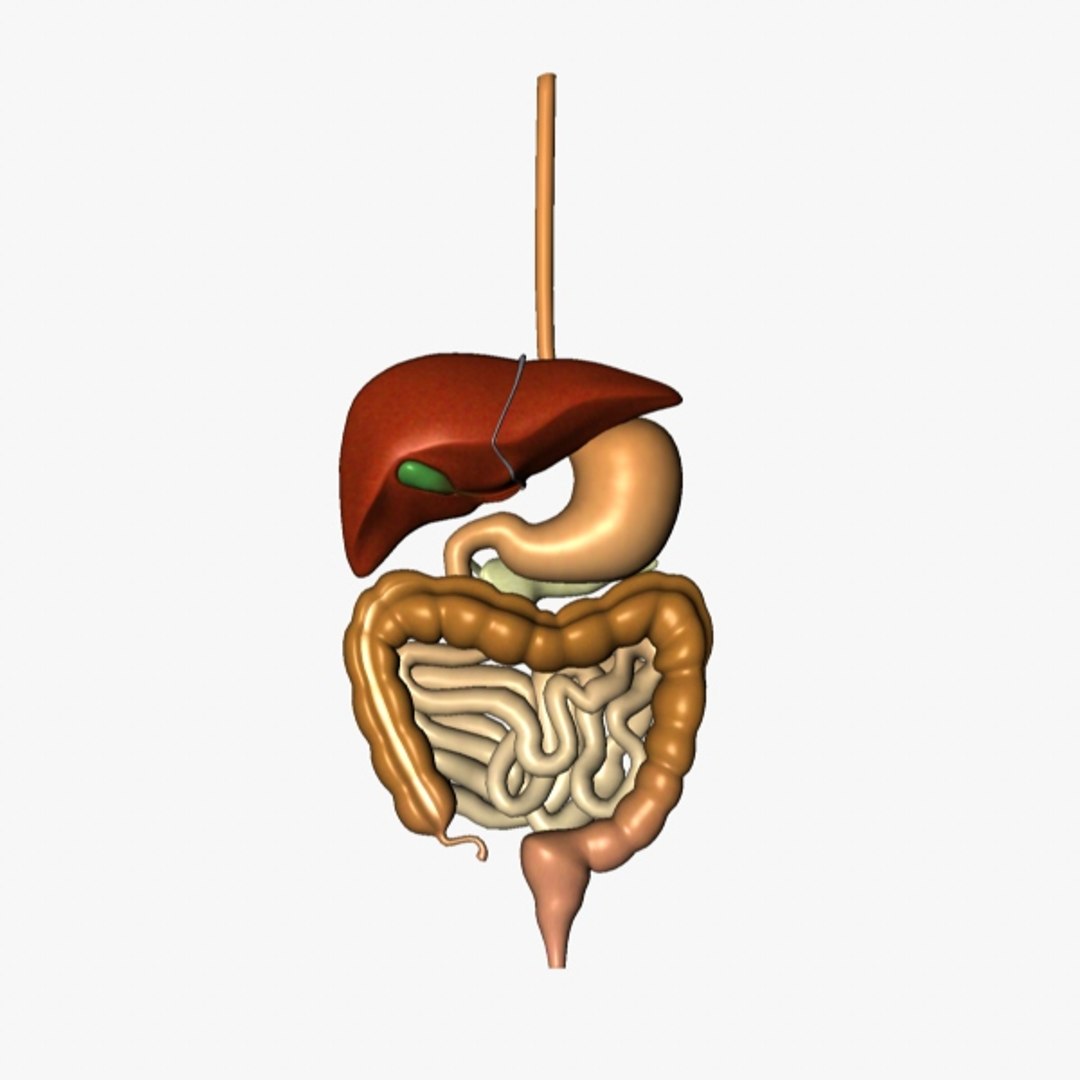 digestive esophagus liver 3d c4d https://p.turbosquid.com/ts-thumb/df/FpEdH1/tap081hI/digestive4/jpg/1373619976/1920x1080/fit_q87/80c1841c5b42b5d3b4616c978c41e1312d13c660/digestive4.jpg