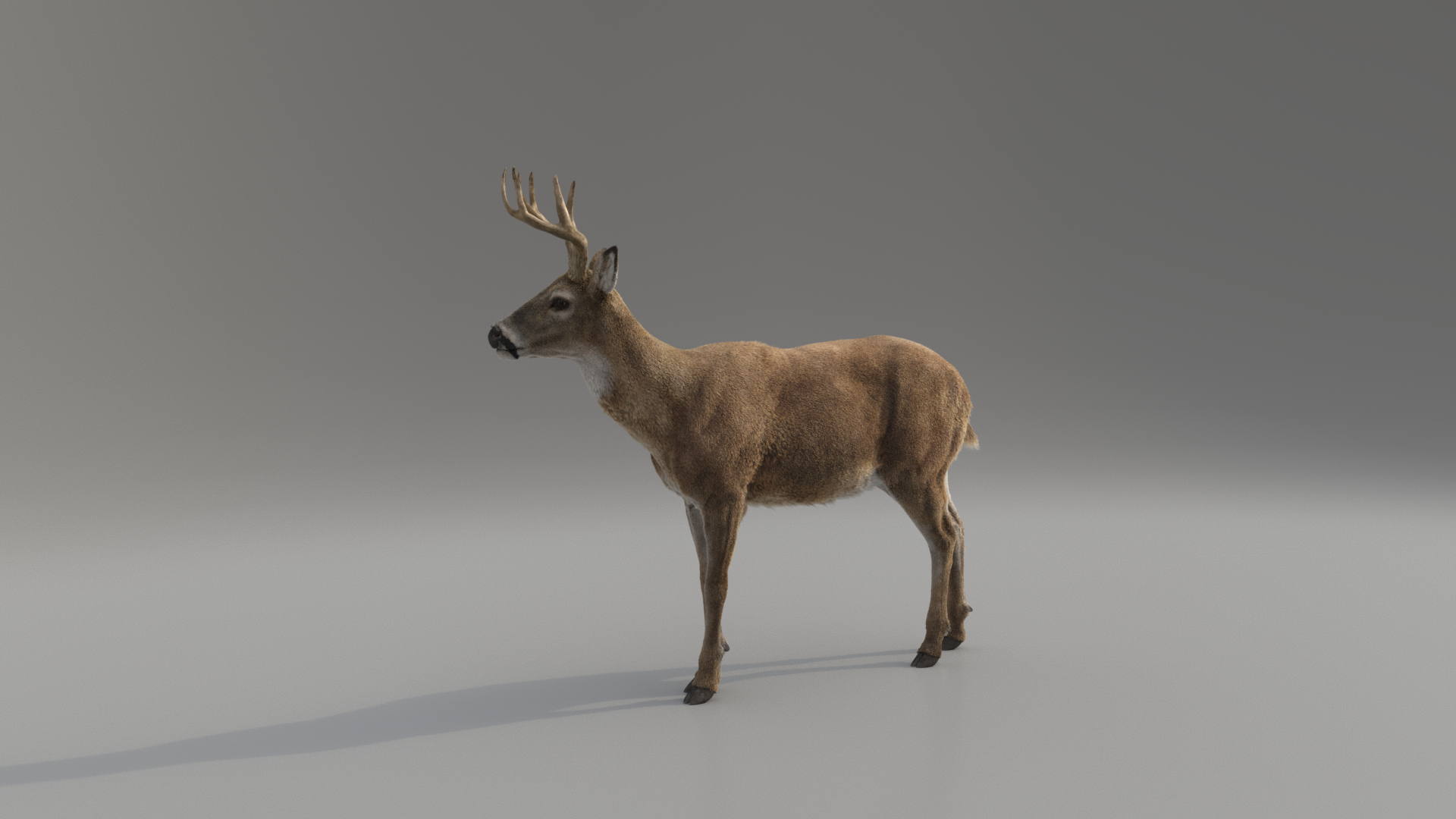 Lion and Deer ANIMATED Collection 3D https://p.turbosquid.com/ts-thumb/df/Jopy5B/9U/0000/png/1680163573/1920x1080/turn_fit_q99/3cd98548dee066d55880ec5a604a7321f24821cb/0000-1.jpg