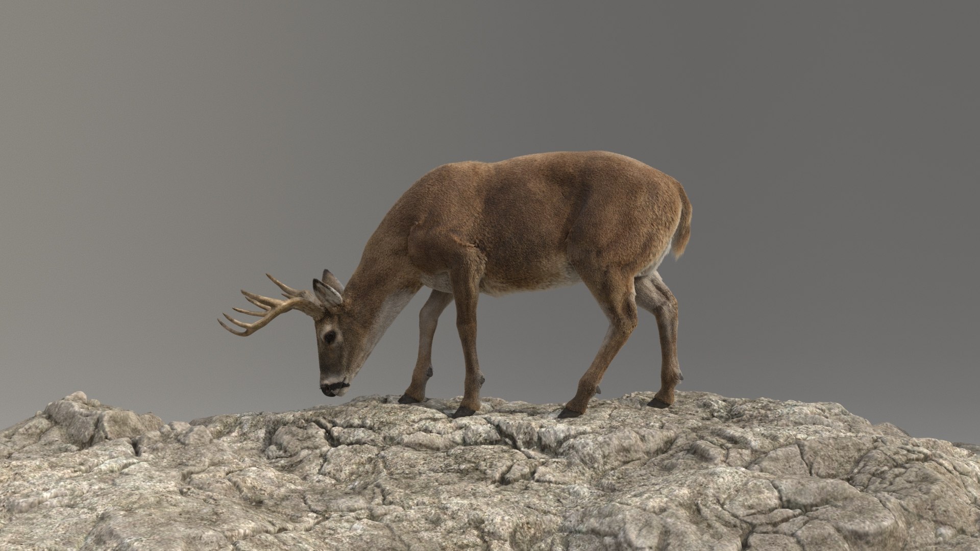 Lion and Deer ANIMATED Collection 3D https://p.turbosquid.com/ts-thumb/df/Jopy5B/mI/deer7/jpg/1680163153/1920x1080/fit_q87/a28d1c0113aa0796e75402b3130a2dba11988664/deer7.jpg