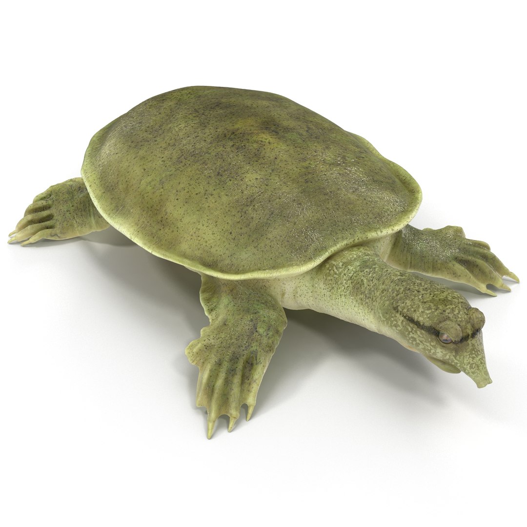 Chinese Softshell Turtle 3D model preview