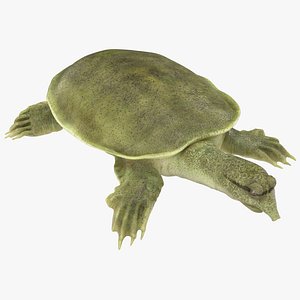 chinese softshell turtle