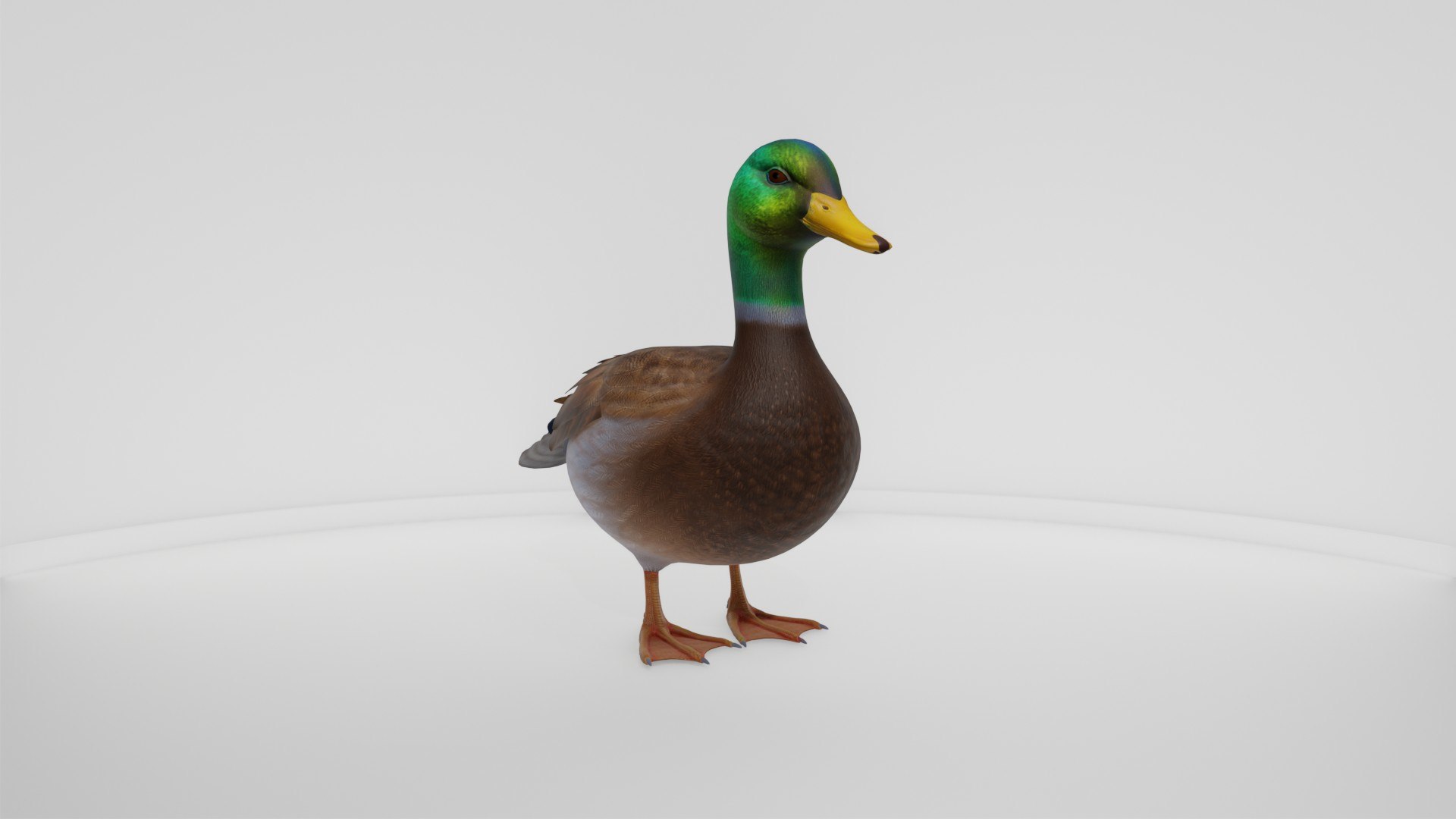 3D Realistic Duck Bird https://p.turbosquid.com/ts-thumb/df/RY0LNg/Ex/preview10002/jpg/1778609823/1920x1080/fit_q87/c604c5fa00df96511bd42152d9ee976edc4ac458/preview10002.jpg