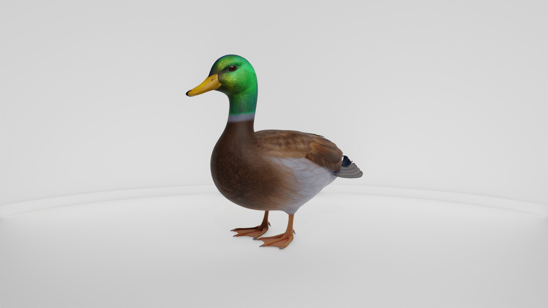 3D Realistic Duck Bird https://p.turbosquid.com/ts-thumb/df/RY0LNg/Pa/preview10004/jpg/1778609823/1920x1080/fit_q87/7d88baf1c4f9ac1f2661e533e24c2ed1e6b8ab90/preview10004.jpg