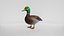 Realistischer Entenvogel