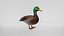 Realistischer Entenvogel