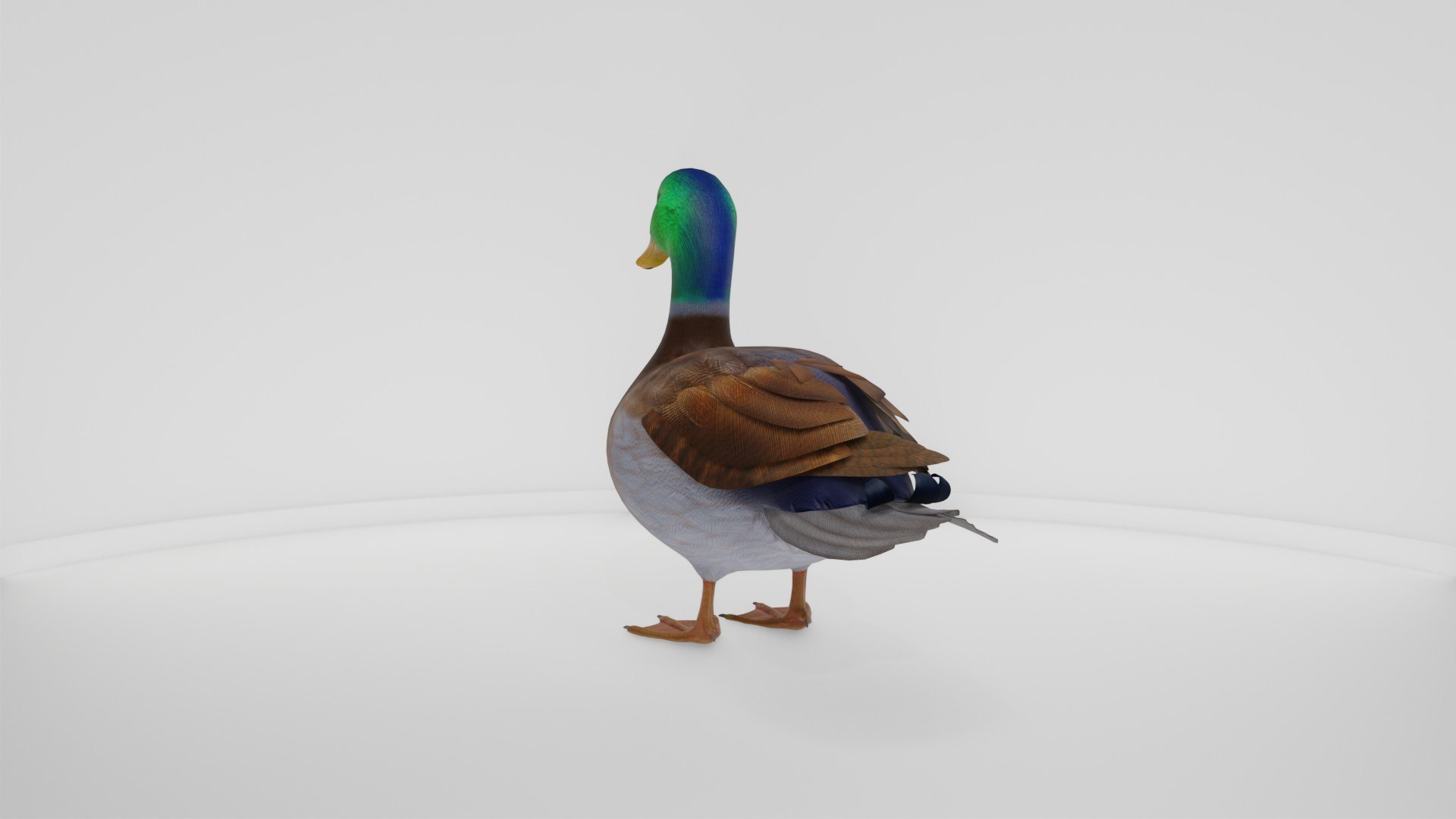 3D Realistic Duck Bird https://p.turbosquid.com/ts-thumb/df/RY0LNg/bj/preview10006/jpg/1778609824/1920x1080/fit_q87/d8d28b164fc8cd64227f4e3538731219719f8d36/preview10006.jpg