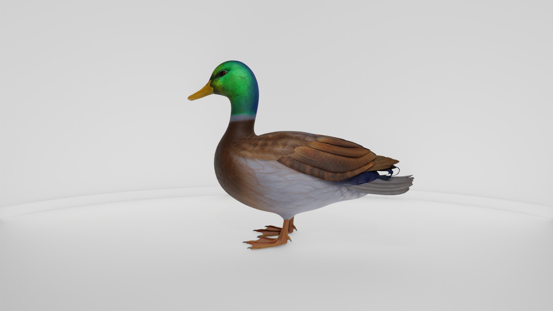 3D Realistic Duck Bird https://p.turbosquid.com/ts-thumb/df/RY0LNg/g7/preview10005/jpg/1778609825/1920x1080/fit_q87/fae2cb3b723fbb9c576595cc367a48af05cf7b94/preview10005.jpg
