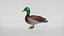 Realistischer Entenvogel