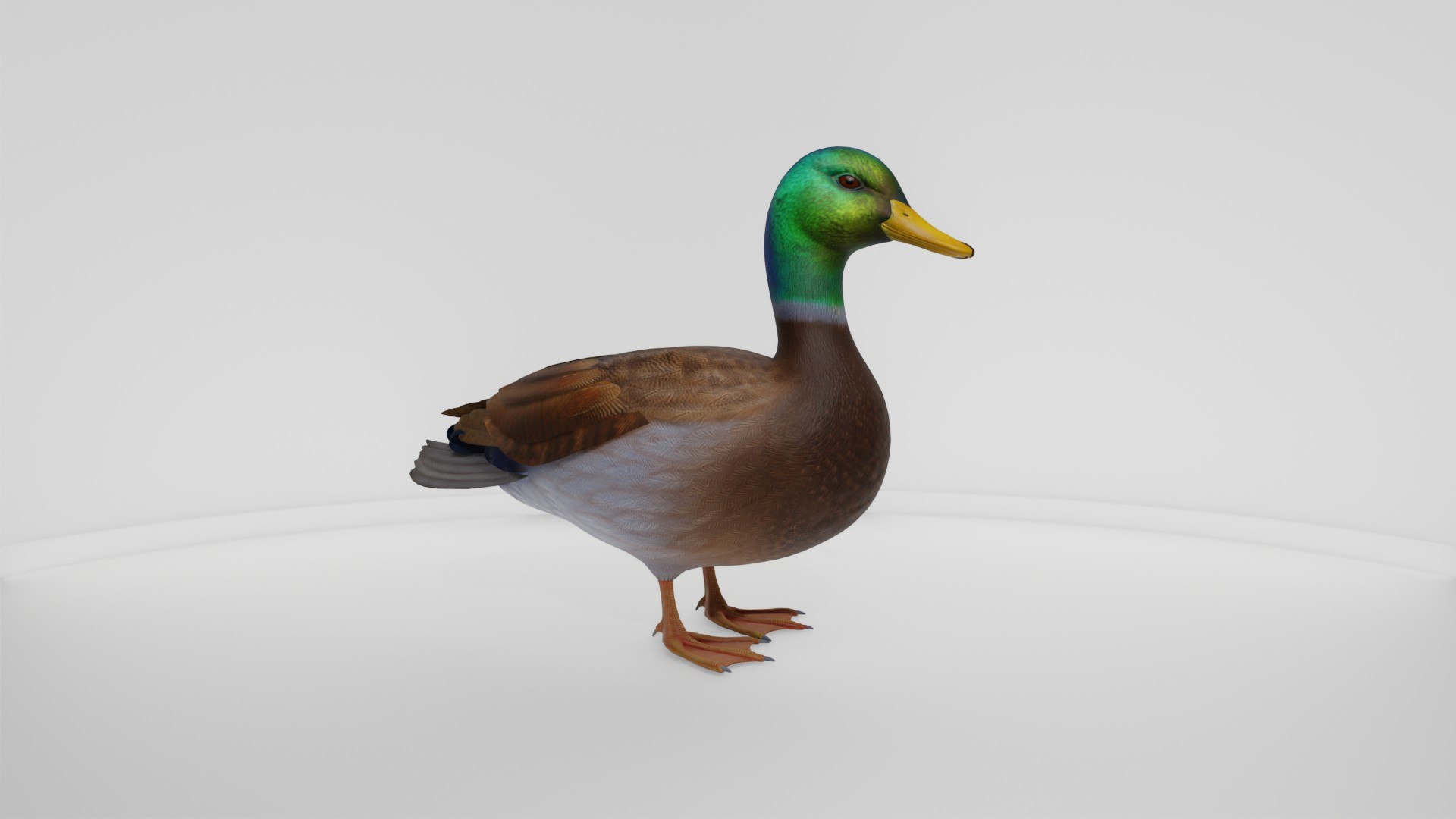 3D Realistic Duck Bird https://p.turbosquid.com/ts-thumb/df/RY0LNg/iT/preview10009/jpg/1778609827/1920x1080/fit_q87/eac898a10600c8a76dbfb13c24f1ed3a77c7c8fe/preview10009.jpg