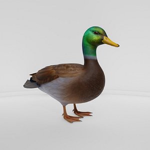 3D Realistic Duck Bird