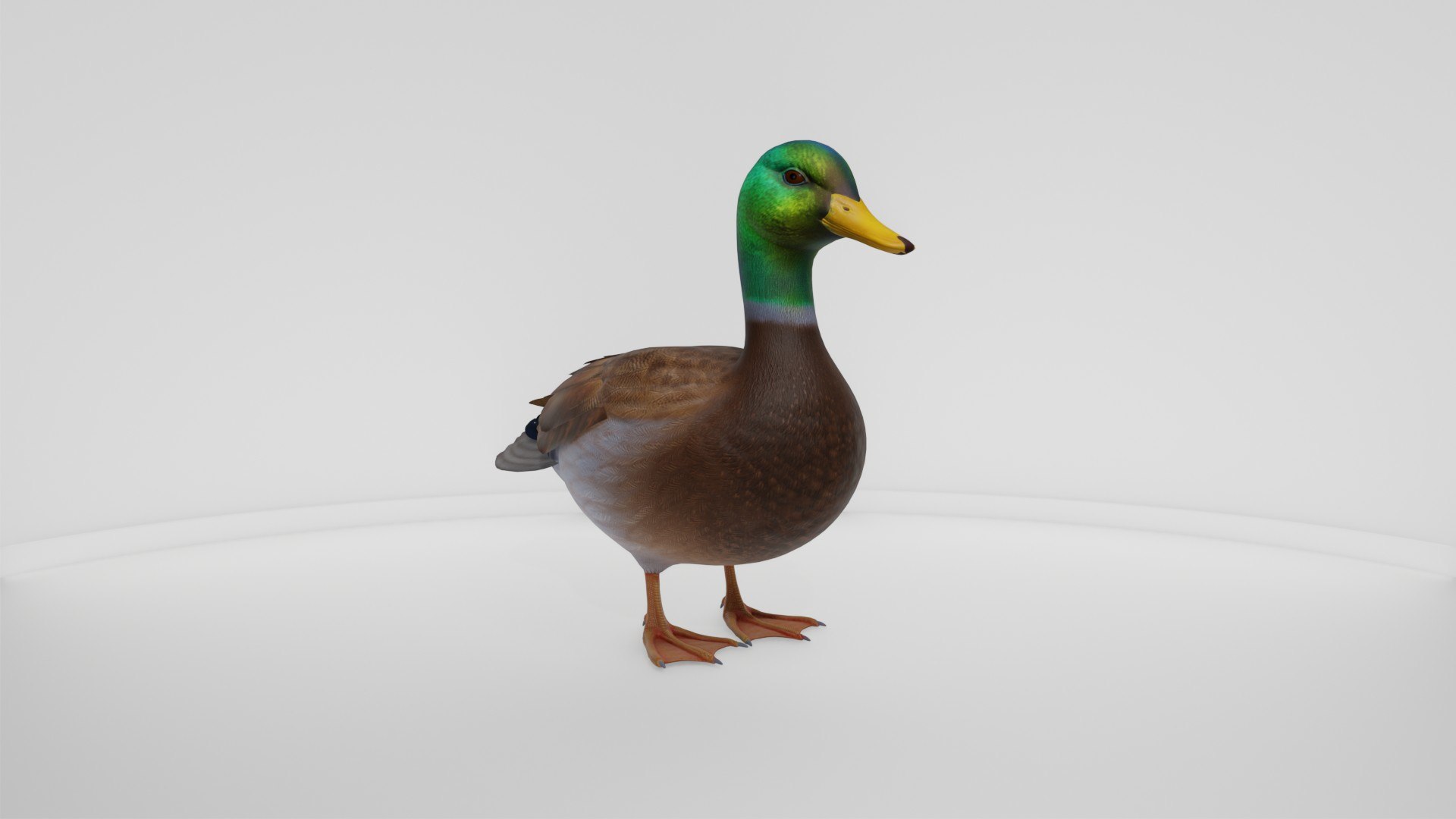 3D Realistic Duck Bird https://p.turbosquid.com/ts-thumb/df/RY0LNg/sg/preview10010/jpg/1778609827/1920x1080/fit_q87/e92ea44825402be187c9a5a378f93e8e9e0bec29/preview10010.jpg