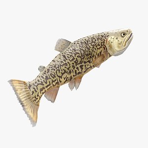 Tiger Trout Fish Rigged for Cinema 4D 3D