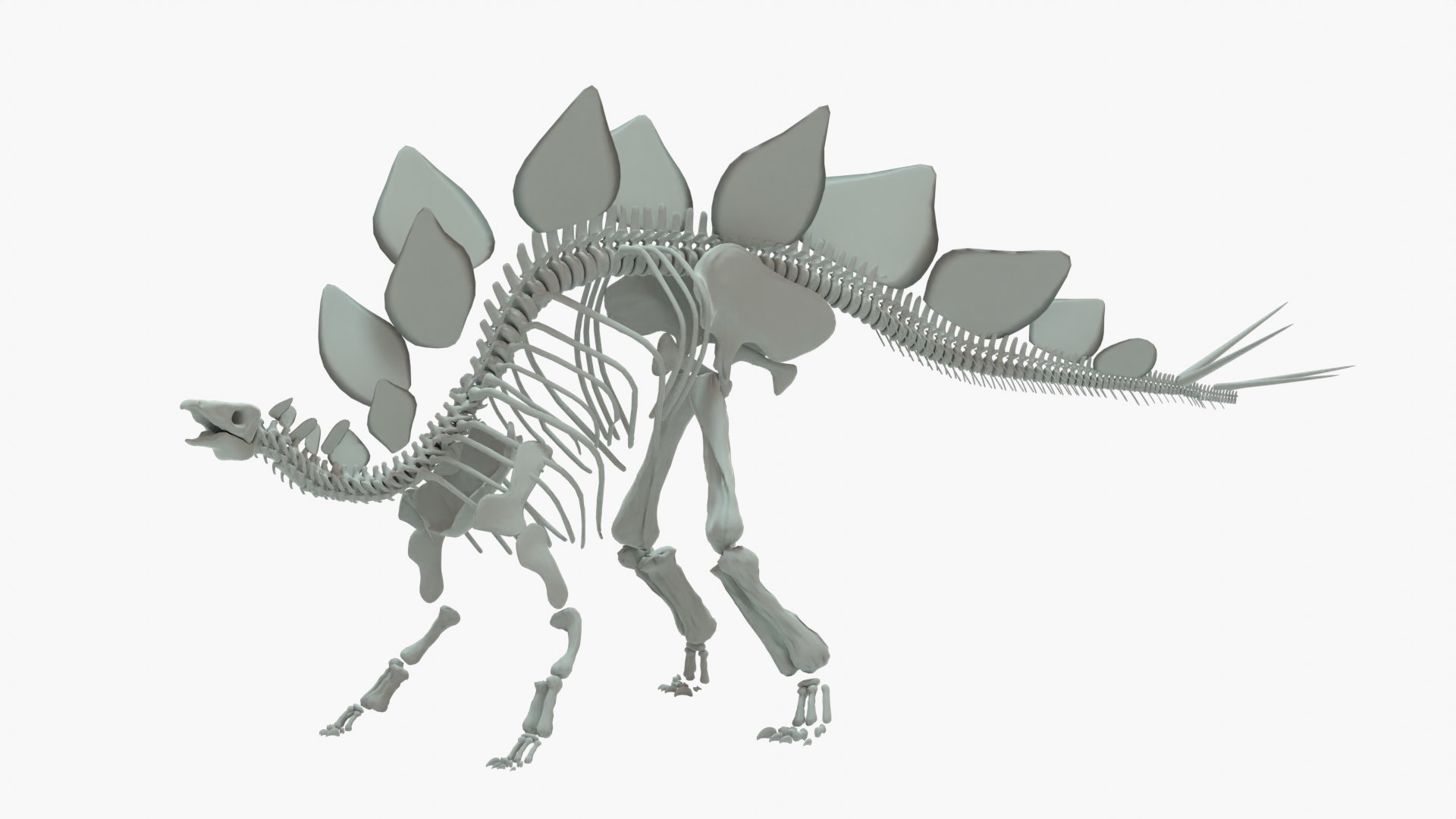 Rhabdodon Skeleton