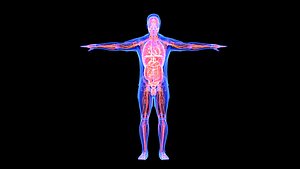 Male Complete Anatomy Blue and Orange Shading  transparency 3D
