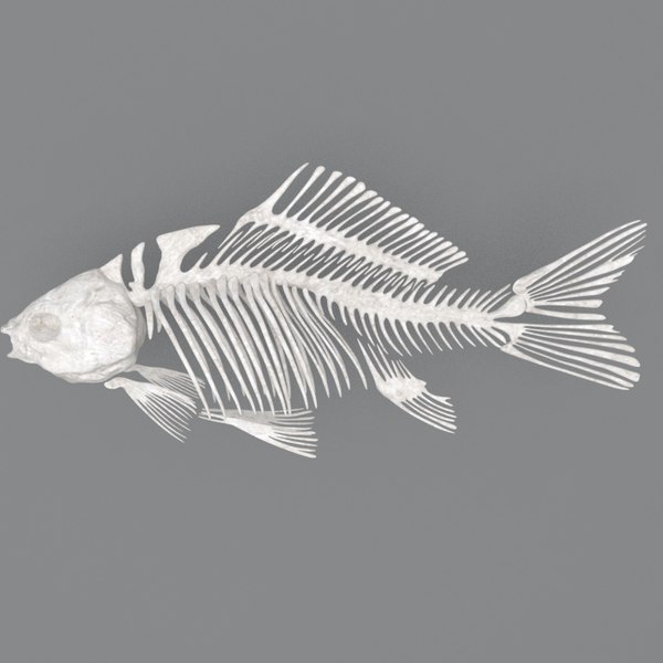 Fish bones viscera 3D model - TurboSquid 1495639