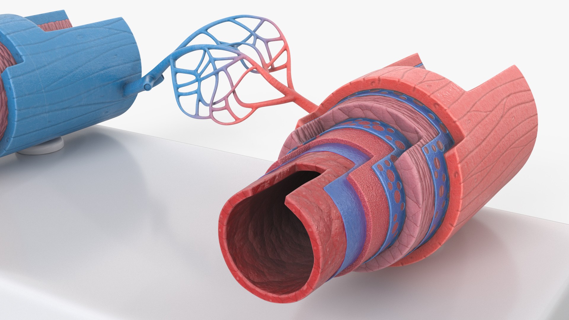 3D Model of Blood Vessels in Section model https://p.turbosquid.com/ts-thumb/df/tWzpB7/1S/model_of_blood_vessels_in_section_008/jpg/1744086194/1920x1080/fit_q87/bfd68110c6853246bc7921a61003bd20ca944571/model_of_blood_vessels_in_section_008.jpg