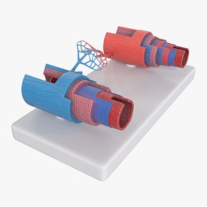 Model of Blood Vessels in Section