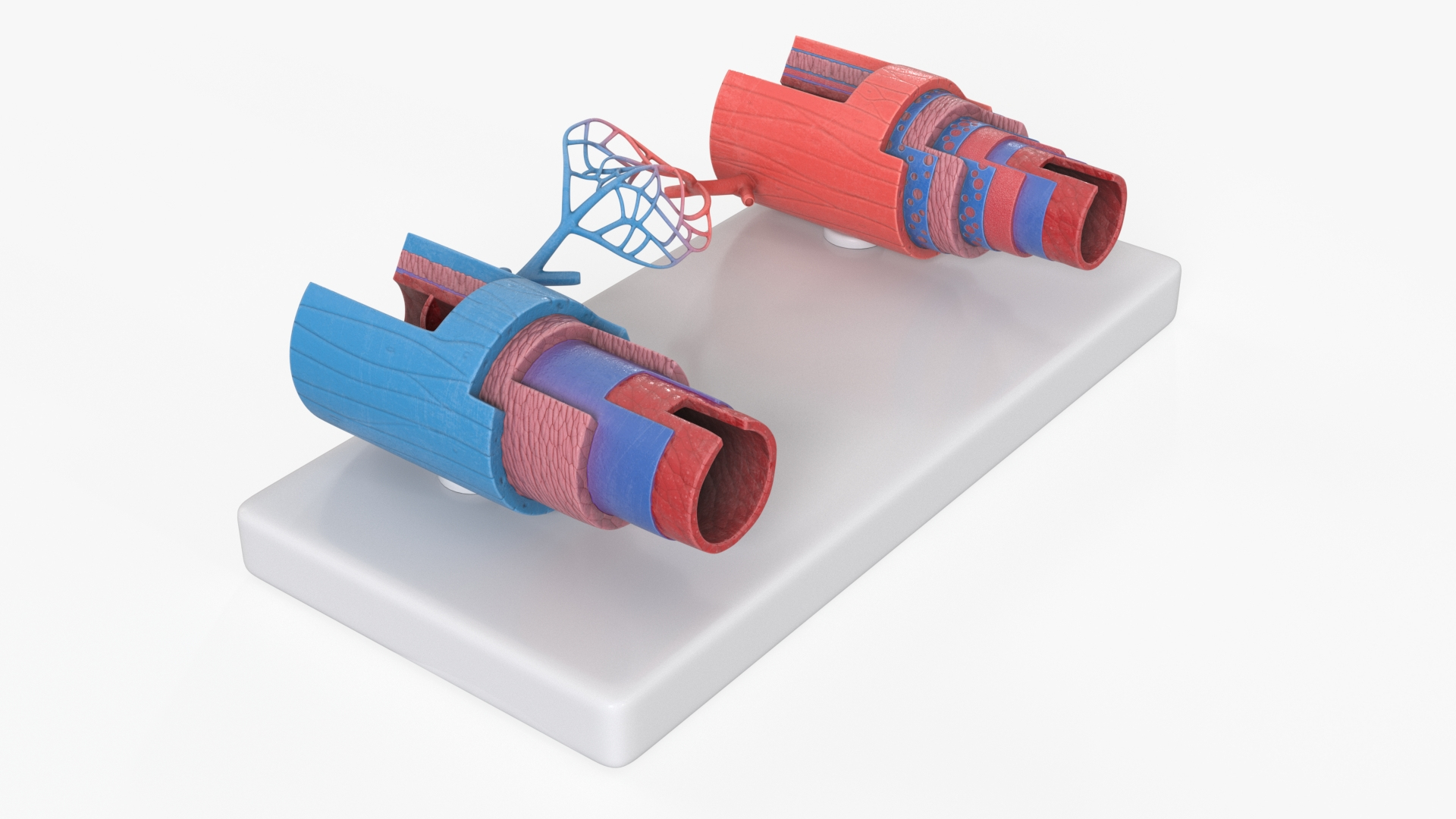 3D Model of Blood Vessels in Section model https://p.turbosquid.com/ts-thumb/df/tWzpB7/fr/model_of_blood_vessels_in_section_360/jpg/1744085994/1920x1080/turn_fit_q99/fe8ae62c9bb2993104866f6c95e9c1022afcd975/model_of_blood_vessels_in_section_360-1.jpg