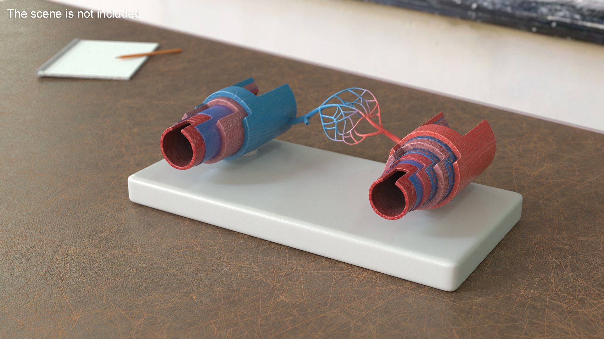 3D Model of Blood Vessels in Section model https://p.turbosquid.com/ts-thumb/df/tWzpB7/ye/model_of_blood_vessels_in_section_003/jpg/1744086176/1920x1080/fit_q87/ffb3d92568b200cd35d601a6fe41e999b7782276/model_of_blood_vessels_in_section_003.jpg