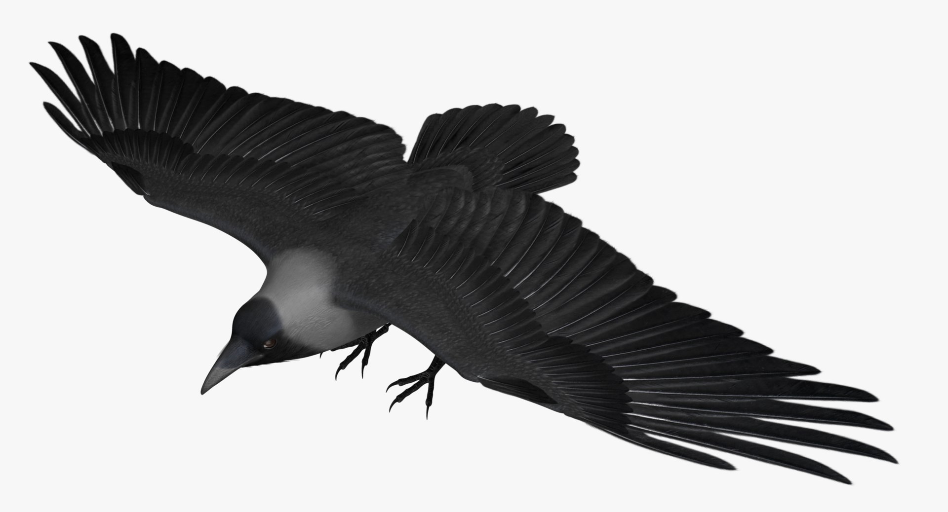 Corvus Splendens House Crow 3d Model