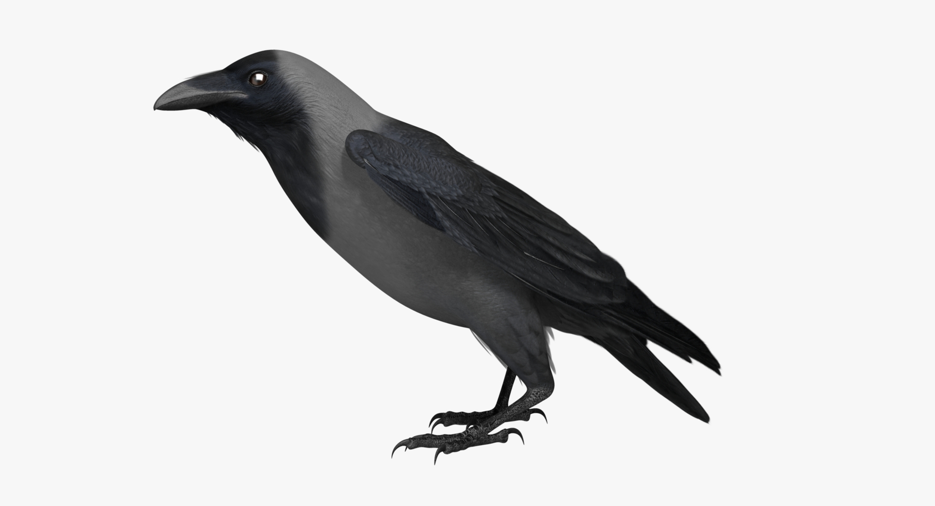 Corvus Splendens House Crow 3d Model