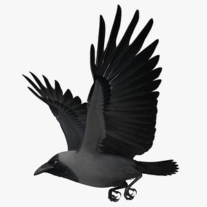 corvus splendens house crow 3d model