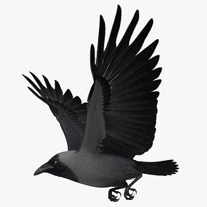 Corvus Splendens "House Crow"
