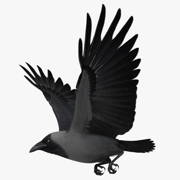 3d model house crow animation flying