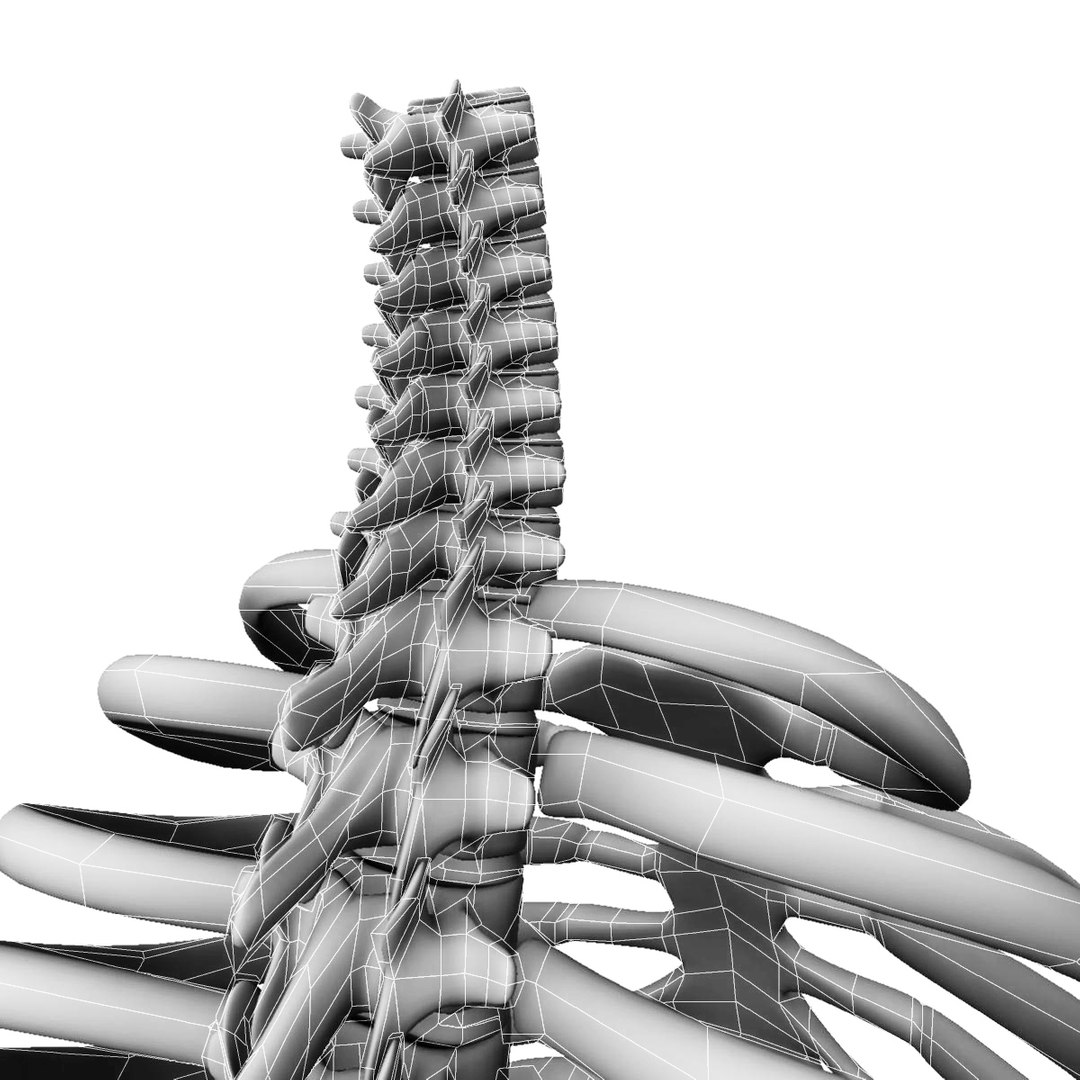 max human cage rib https://p.turbosquid.com/ts-thumb/df/yahjgz/PynWrgx4/thoristic_cage_render_14/jpg/1369752873/1920x1080/fit_q87/4abaab521e83a2df271123d4e6d2f00b90f72ff5/thoristic_cage_render_14.jpg