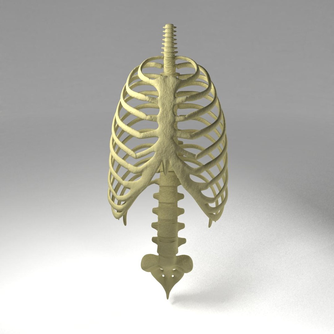max human cage rib https://p.turbosquid.com/ts-thumb/df/yahjgz/mmHmDq3Y/thoristic_cage_render_03/jpg/1369752873/1920x1080/fit_q87/aba533db50356da7c3e24505d7ebfbffbfddfb98/thoristic_cage_render_03.jpg