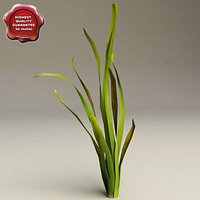 Aquarium Plant Vallisneria Gigantea