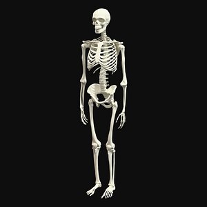 Human Skeleton